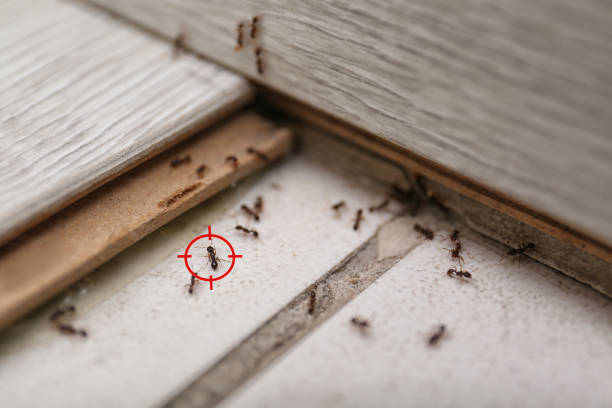 Best Best Pest Control Companies  in Laughlin, NV