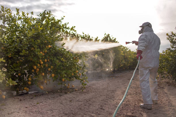 Best Pest Prevention Services  in Laughlin, NV
