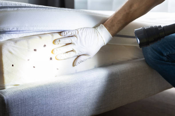 Best Wasp Removal Services  in Laughlin, NV