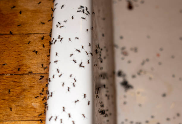 Best Pest Prevention Services  in Laughlin, NV